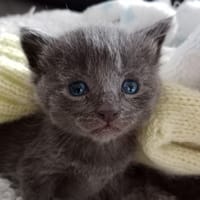 TOM, chat à adopter