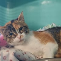 ALBA, chatte à adopter