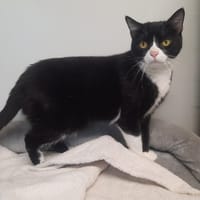 MOKA, chatte à adopter