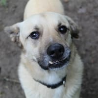 miguelito, chien à adopter