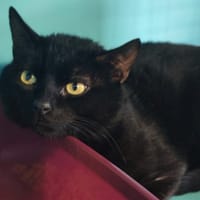 NOCTALIE, chatte à adopter
