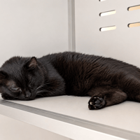 ALVIDA, chatte à adopter