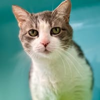 Bernie, chat à adopter