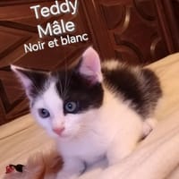 TEDDY, chat à adopter