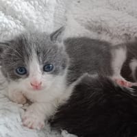 PRINCE, chat à adopter