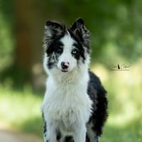 Winter, chienne à adopter