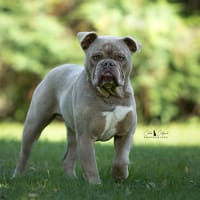 Tabasco, chien à adopter