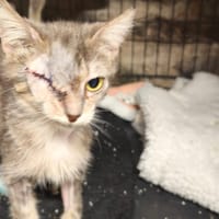 CELESTE DIT MINUSSE, chatte à adopter