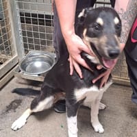 Rial, chien à adopter