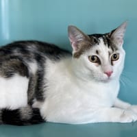 MILAU, chat à adopter