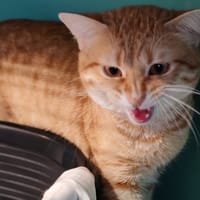 ROUQUINOU, chat à adopter