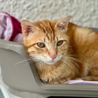 Guacamole, chat à adopter