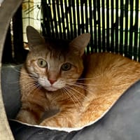 Fidji, chat à adopter