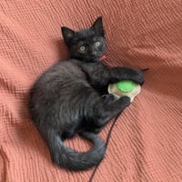 Lee, chat à adopter
