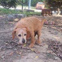SAOLA, chienne à adopter