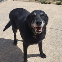 Hector, chien à adopter