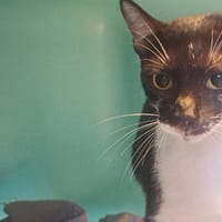 CAPUCINE, chatte à adopter