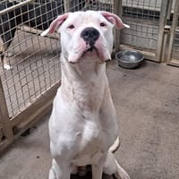 Mago, chien à adopter