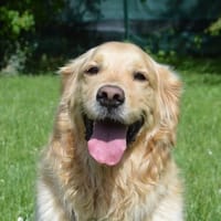 GRAIN DE BEAUTE CHAO, chien à adopter