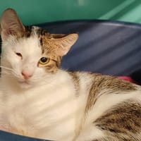 MAHABE, chat à adopter