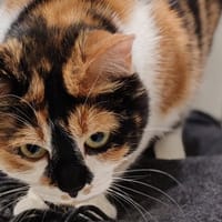 CERISE, chatte à adopter