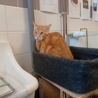 Gibson, chat à adopter