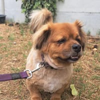Potter, chien à adopter