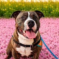 SIMBA, chien à adopter
