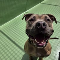 Shakrane, chien à adopter