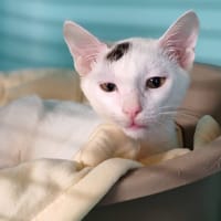 ABI, chat à adopter
