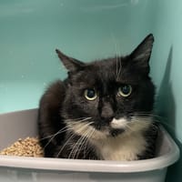 FELIXOU, chat à adopter
