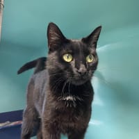 Sabrina, chatte à adopter