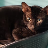DOUKA, chat à adopter