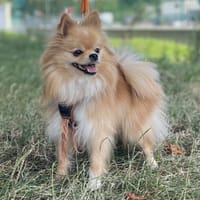 BELLA, chienne à adopter