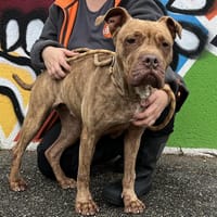 DANA VAA, chienne à adopter