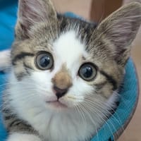 Kiara  ( adoption en cours ), chatte à adopter
