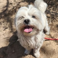 Scenic, chien à adopter