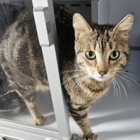CALYPSO, chatte à adopter