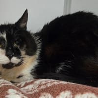 ARNOLD, chat à adopter