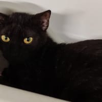 BLACKIE, chatte à adopter