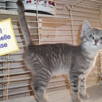 LILI, chatte à adopter