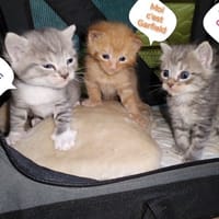 GARFIELD, chat à adopter