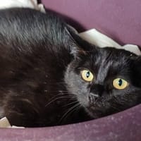 TITEMERE, chatte à adopter