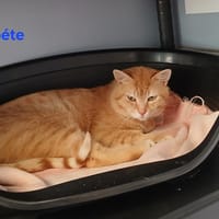 Poète, chat à adopter