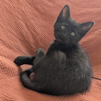 Bao, chat à adopter