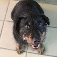 panpan, chien à adopter