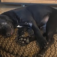 Croco, chien à adopter