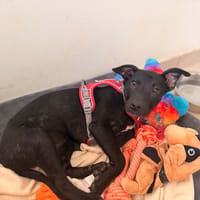 Slava, chienne à adopter