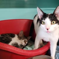BULLE, chat à adopter