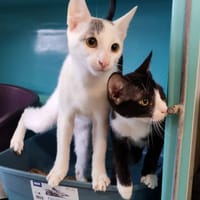 BIJOU, chatte à adopter